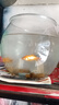 飛達(dá)三和圓形魚缸塑料一體成型仿玻璃防摔耐摔不壞客廳小型桌面生態(tài)缸 特大號魚缸+增氧泵 曬單實(shí)拍圖