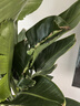綠有意天堂鳥(niǎo)盆栽客廳辦公室內大型綠植四季花卉大葉植物新房家用吸甲醛 6-7株高1.5-1.6米【白色直筒】 曬單實(shí)拍圖