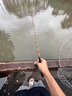 達億瓦（DAIWA）月光柔 并繼式鯽魚(yú)竿 臺釣竿鯽竿 手竿碳素釣魚(yú)竿垂釣鯽魚(yú)桿手桿 3.6m 12尺 曬單實(shí)拍圖