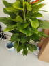 臨雅大葉綠蘿柱客廳綠植大盆栽天堂鳥發(fā)財樹室內(nèi)新房除甲醛大型植物 綠蘿柱1.3-1.4米+鉆石盆帶輪底托 曬單實拍圖