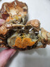 醉蟹 花雕熟蟹 香辣蟹熟食非生腌大閘蟹螃蟹禮盒裝 禮盒裝母蟹8只裝 1400g 3.5-4兩/只 曬單實(shí)拍圖
