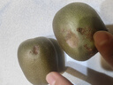 京鮮生 攀枝花凱特芒果 凈重3斤 帶箱3.5斤 單果400g+ 生鮮水果源頭直發(fā) 曬單實(shí)拍圖