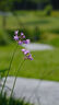富士（FUJIFILM）XC 50-230mm F4.5-6.7 二代 微單鏡頭 黑色 遠攝長焦變焦鏡頭 曬單實拍圖