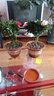 花竹戀長壽冠海棠盆栽盆景梅花樹樁重瓣樹苗紅梅耐寒耐旱植物不含盆 6年長壽冠海棠當(dāng)年開花 曬單實(shí)拍圖
