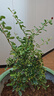 御卉閣火棘沙棘盆景盆栽樹(shù)樁老樁綠植觀(guān)花觀(guān)果植物陽(yáng)臺客廳庭院當年掛果 10年苗(碩果累累 主干粗) 不含盆 曬單實(shí)拍圖