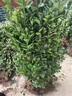 冬青樹(shù)苗法國北海道黃楊四季常青直立籬笆墻庭院圍墻植物耐寒綠籬 冬青樹(shù)苗【60-70cm高】50棵 曬單實(shí)拍圖