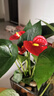 紅掌盆栽白粉掌一帆風(fēng)順帶花特大號(hào)花卉室內(nèi)客廳面水培植物好養(yǎng) 約30cm精品紅掌-方缸玻璃瓶 帶盆栽好 曬單實(shí)拍圖