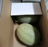京鮮生 哈密瓜西州蜜25號 凈重7-8斤2-4粒裝 源頭直發(fā)包郵 曬單實拍圖