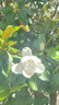 夢(mèng)多福天幕帳篷戶(hù)外黑膠超大免搭便攜遮陽(yáng)防曬露營(yíng)天幕涼亭露營(yíng)裝備全套 升級(jí)15㎡速搭天幕【適合4-8人】 曬單實(shí)拍圖