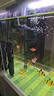 AMTRA TECHNIK德國安彩壁掛過濾器ex450魚缸過濾器龜缸低水位 EX450 除油膜版【內(nèi)含濾材】 曬單實拍圖