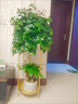 花架輕奢陽臺花架子綠蘿花盆客廳室內(nèi)鐵藝落地式置物架吊蘭盆盆架 直徑25*高60(金色) 曬單實拍圖