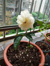 耐寒薔薇花苗爬藤四季開花室內(nèi)盆栽室外藤本月季玫瑰花卉易活植物 奶油龍沙 灌木 精品花苗 不含盆 曬單實拍圖