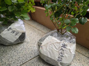 坤卉【養(yǎng)死補發(fā)】陽臺盆栽月季花四季開花玫瑰花樹苗耐寒耐旱灌木月季 紅蘋果（原盆原土發(fā)貨） 曬單實拍圖