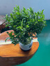 【清香木盆景】飄枝老樁花卉好養(yǎng)綠植盆栽茶桌高檔年貨帶花盆底座 大福盆清香木高20-25+底座 曬單實拍圖
