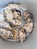 百味殿【活鮮】生蠔 乳山牡蠣 新鮮海蠣子生鮮貝類 【鮮肉多汁】2XL帶箱5斤(15-18只) 曬單實拍圖
