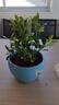 梔子花大盆帶花苞濃香型凈化空氣牡丹梔子花卉綠植物陽(yáng)臺(tái)四季常青 四季開(kāi)花/濃香型【紅色】 特大盆梔子花【帶花苞】可開(kāi)58朵 曬單實(shí)拍圖