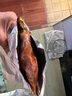 饞小生正宗驢肉熟食醬香驢肉阿膠原切五香鹵味驢肉真空包裝減脂開袋即食 阿膠醬驢肉200g*6袋 曬單實(shí)拍圖