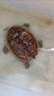 德瑞水族 龜糧烏龜飼料 巴西龜草龜飼料 鱷龜糧食 豬鼻龜飼料龜龜食物大粒 曬單實拍圖