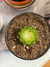 蛇年新品白娘子玉露組合多肉植物盆栽新手好養(yǎng)肉肉辦公室陽臺(tái)花卉 白娘子玉露+黃金萬兩玉露 帶盆栽好 曬單實(shí)拍圖