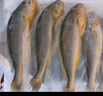 黃小漁寧德三去黃花魚800g/條 大黃魚生鮮 魚類海魚 海鮮水產(chǎn) 曬單實拍圖