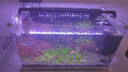 森森 超白玻璃小魚缸HWK-600P裸缸款水草缸金魚缸小型水族箱水草缸  曬單實(shí)拍圖