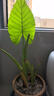 臨雅滴水觀(guān)音綠植大葉老樁盆栽水培霸王芋四季常綠客廳室內綠植吸甲醛 3顆高20-25cm(送2小顆)(不含盆) 曬單實(shí)拍圖