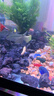 清苔鼠金苔鼠清潔魚(yú)熱帶觀(guān)賞魚(yú)清道夫鼠魚(yú)魚(yú)缸清理糞便除藻魚(yú) 6-7厘米金苔鼠5條（4+1備損） 金苔鼠 曬單實(shí)拍圖