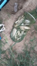 云飛魚(yú)鎢泥鉛墜找底配重快速調漂刻度鉛皮套釣魚(yú)線(xiàn)組魚(yú)鉤裝備垂釣小配件 配置鎢泥鉛塊【15g/1盒】 曬單實(shí)拍圖