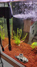 博宇（BOYU）魚(yú)缸過(guò)濾器三合一增氧泵水族箱打氧過(guò)濾桶迷你循環(huán)潛水泵充氧一體 PGB-1000(長(zhǎng)60到1米缸) 曬單實(shí)拍圖