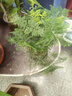 文竹盆栽植物室內花卉盆景客廳辦公室桌面小綠植好養云竹四季常青 精品文竹+舍得陶瓷盆+圓底托+苔蘚 曬單實(shí)拍圖