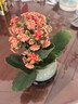 開時(shí)果 精品長(zhǎng)壽花盆栽帶花發(fā)貨 重瓣花卉植物四季開花盆景源頭直發(fā)包郵 長(zhǎng)壽花（哥窯淺綠盆+底托） 曬單實(shí)拍圖