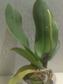 蝴蝶蘭盆栽帶花劍四季開花客廳室內(nèi)蘭花大苗桌面無花苞花好養(yǎng)易活 【主圖款】---【包開花】送營養(yǎng)液2包 帶1支花劍 曬單實拍圖