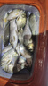 云飛魚進(jìn)口原絲魚線主線超柔軟子線強(qiáng)拉力大物釣魚線臺(tái)釣路亞垂釣?zāi)猃埦€ 墨綠色120米盒裝【今日買1送1】 3號(hào) 曬單實(shí)拍圖