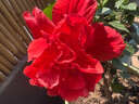 扶?；ㄅ柙灾匕陰Щòt色朱瑾牡丹草陽(yáng)臺(tái)四季開(kāi)花卉室內(nèi)植物綠植 大紅色重瓣【帶花苞】5年苗（原 含盆 曬單實(shí)拍圖