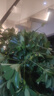 愛優(yōu)尚八方來財(cái)鴨腳木客廳大型綠植盆栽室內(nèi)吸甲醛喬遷發(fā)財(cái)樹源頭直發(fā) 曬單實(shí)拍圖