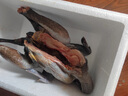 散養(yǎng)土公雞現(xiàn)殺新鮮雞肉農(nóng)家土雞金鳳土雞正宗跑山雞烏雞現(xiàn)殺整只 散養(yǎng)土公雞凈重3.22斤-3.5斤 曬單實拍圖