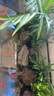 西游水族烏龜缸超白玻璃生態(tài)造景龜魚(yú)缸一體混養(yǎng)生態(tài)缸客廳專用家用飼養(yǎng)缸 50雨林水陸景觀【缸+做好成品發(fā)貨】 曬單實(shí)拍圖