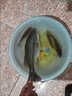 譽靜大飛飛盤齒輪盤式拋網(wǎng)撒網(wǎng)漁網(wǎng)魚網(wǎng)網(wǎng)手神器撒手拉絲美式自動新款 高3米網(wǎng)眼1指加粗摩卡綠絲線 加粗膠絲拉線齒輪大盤 曬單實拍圖
