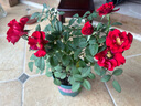 景郁春 JIRYUCUR玫瑰花苗特大花月季花苗綠植陽臺(tái)盆栽薔薇花苗卡羅拉源頭直發(fā) 曬單實(shí)拍圖