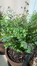 中夢(mèng)苔蘚球植物水培盆栽室內(nèi)辦公室桌面禪意發(fā)財(cái)樹盆景多季好養(yǎng)活綠植 鐵線蕨（苔蘚球）黑瓷磨砂盞 曬單實(shí)拍圖