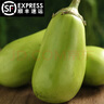 林中山 【順豐發(fā)貨】東北大綠茄子農(nóng)家自種新鮮現(xiàn)摘綠皮茄子生吃青茄 5斤 曬單實(shí)拍圖
