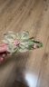 加恩倍氣質(zhì)花朵一字抓夾女2025新款高級感發(fā)夾后腦勺超仙鴨嘴夾頭飾 米色花朵鴨嘴夾【1個】 曬單實拍圖