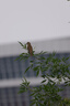 適馬（SIGMA） 100-400mm F5-6.3全畫幅微單長焦遠(yuǎn)攝鏡頭 L卡口 【官方標(biāo)配】主圖配件+多重好禮 曬單實(shí)拍圖