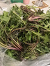 蒲公英新鮮野菜帶根婆婆丁現(xiàn)挖現(xiàn)發(fā) 新鮮蒲公英 2斤 曬單實(shí)拍圖