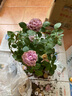 開(kāi)時(shí)果 月季玫瑰花苗帶花苞發(fā)貨 四季開(kāi)花特大花卉綠植物薔薇花陽(yáng)臺盆栽 紫美人【180#帶花苞】 1盆（開(kāi)花 包對版） 曬單實(shí)拍圖