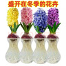 語(yǔ)森憶【耐寒】風(fēng)信子種球水培盆栽花卉室內(nèi)外陽(yáng)臺(tái)桌面冬季好養(yǎng)植物 1617cm 只賣精品大球 曬單實(shí)拍圖