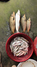 龍王恨魚(yú)餌野戰藍鯽X5腥香釣魚(yú)餌全年通用可搓可拉黑坑野釣魚(yú)食釣魚(yú)餌料 藍鯽X5-腥香(300g/包)*5 曬單實(shí)拍圖