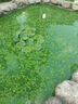瘋狂水草魚池除藻劑去苔劑青苔清除劑2L魚塘凈水池塘變清改底解毒改善水質(zhì) 曬單實(shí)拍圖