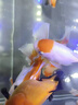 京悠雨小魚飼料專用魚食小顆粒上浮微?？兹付肤~斑馬魚糧觀賞小型熱帶魚 【0.4mm上浮微?！?60ml 曬單實(shí)拍圖