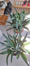 仙人掌植物沙漠霸王樹(shù)綠植造景彩春峰白毛柱量天尺象腿柱沙生綠植 【沙生植物】金邊龍舌蘭50-60cm+基地原盆 曬單實(shí)拍圖